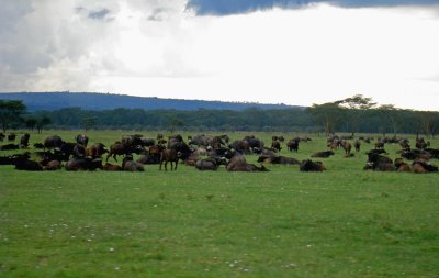 Buffalo grazing and resting 18 Sep 2011