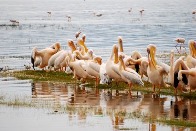 Pelicans at Lake Nakuru 18 Sep 2011