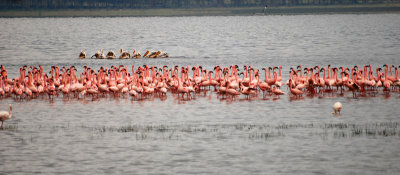  Flamingos and Pelicans