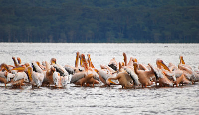 Pelicans preening 18 Sep 2011