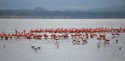 Flamingos at Lake Nakuru 18 Sep 2011