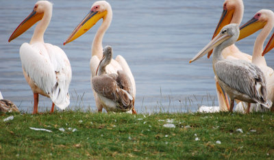 Young pelicans standing with adults