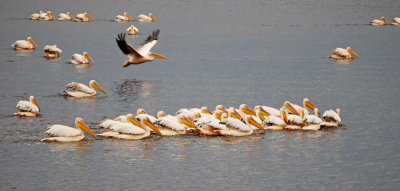 Pelicans getting ready to dive for food