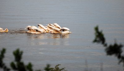 Pelicans diving for food