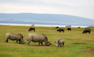  Rhinos,  buffalo and zebras at Lake Nakuru