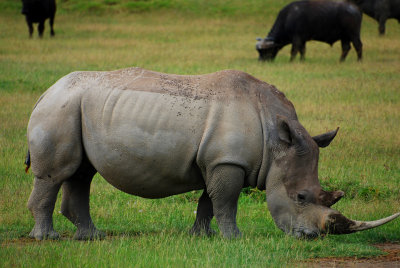 Black Rhino 18 Sep 2011
