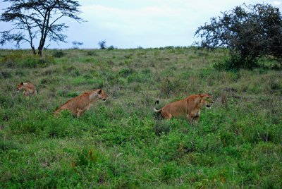 Lions on the move 18 Sep 2011