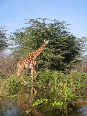 Giraffe wading through the water Lake Naivasha