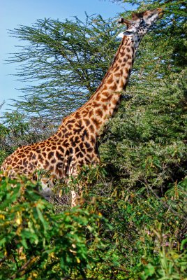 Giraffe feeding in Lake Naivasha 19 Sep 2011