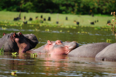  Hippos in Lake Naivasha 19 Sep 2011