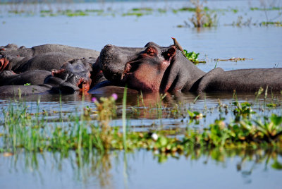 Hippos in Lake Naivasha