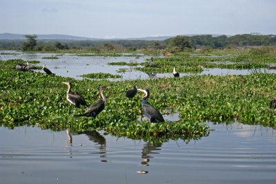 White breasted cormorant Lake Naivasha 19 Sep 2011