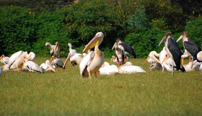 Pelicans on the banks of the Naivasha River