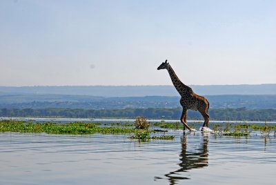 Giraffe wading through the water of Lake Naivasha