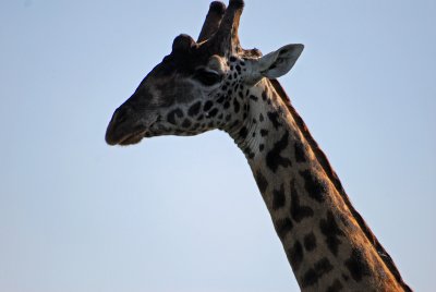 These giraffe photos were taken facing into the sun so they're a little overexposed