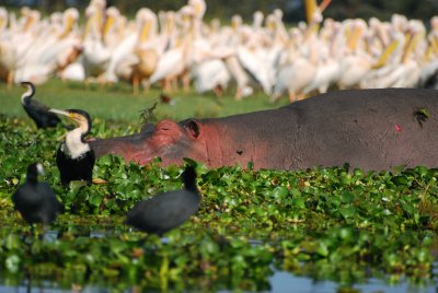 Hippo amongst the cormorants