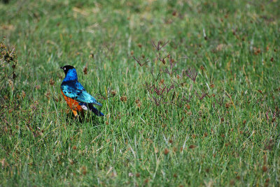  Beautiful Starling 19 Sep 2011