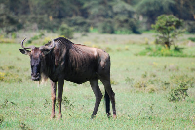  Wildebeest on a Lake Naivasha island