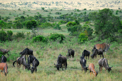 Wildebeest and Eland