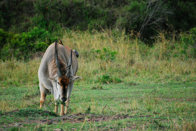 Eland largest of the African antelopes