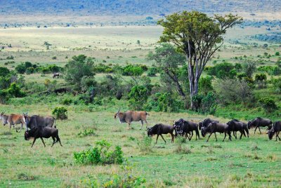 Wildebeest and Eland