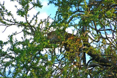 Our first sighting of a leopard 19 Sep 2011