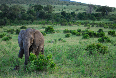 Elephant in the Masai Mara 19 Sep 2011