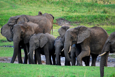  Herd of elephants enjoying the water hole