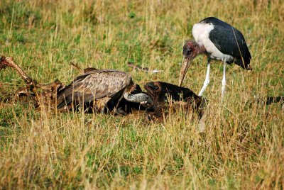 Vulture and stork eating