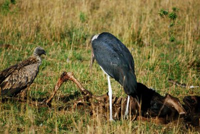 The vulture is giving the stork a dirty look