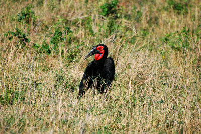African Ground Hornbill 20 Sep 2011