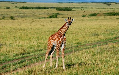 Baby giraffe being very accommodating by looking straight at the camera