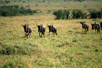 Wildebeest on the run 20 Sep 2011