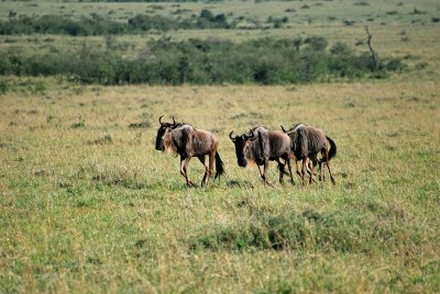 Wildebeest on the run