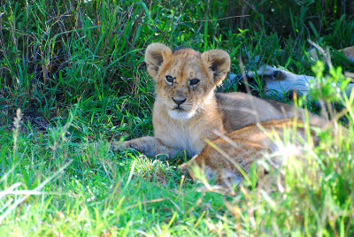  Little lion cub 20 Sep 2011