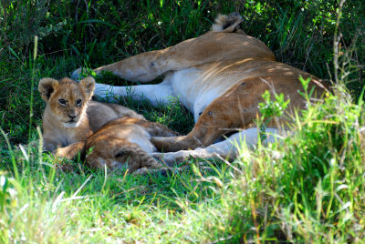 Lioness and her cubs 20 Sep 2011