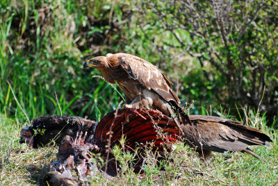 Eagle protecting his food