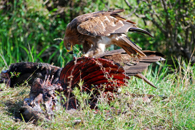 Eagle eating his food