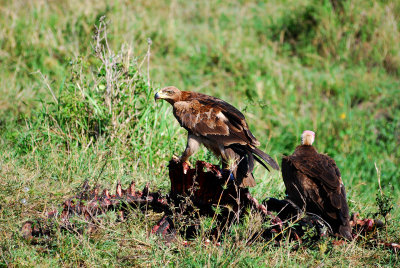 Both eagle and vulture staking a claim