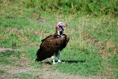 Vulture 20 Sep 2011
