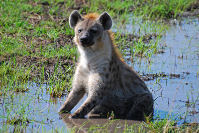 Young Hyena 20 Sep 11