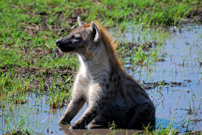 Hyena in profile