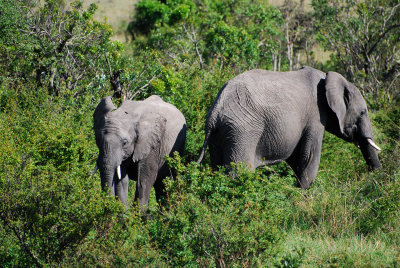  Elephants at a watering hole 20 Sep 2011
