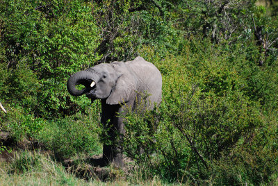 Young elephant drinking