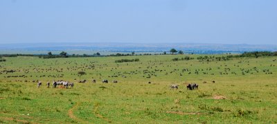 Zebras and Wildebeest on the African plains