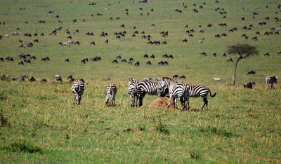  Zebras and Wildebeest