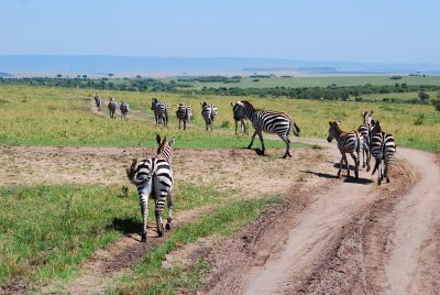 Zebras on the move