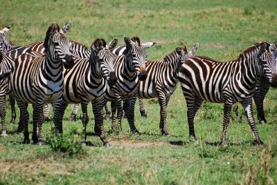  The Zebras were alert to being only about 30 metres from the lion