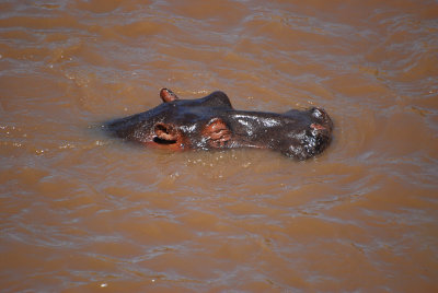 Hippos keeping cool 20 Sep 2011