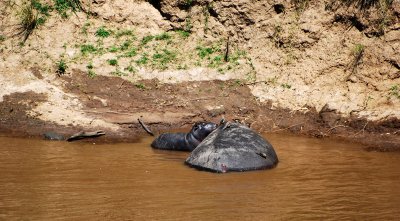 Mother and baby hippos